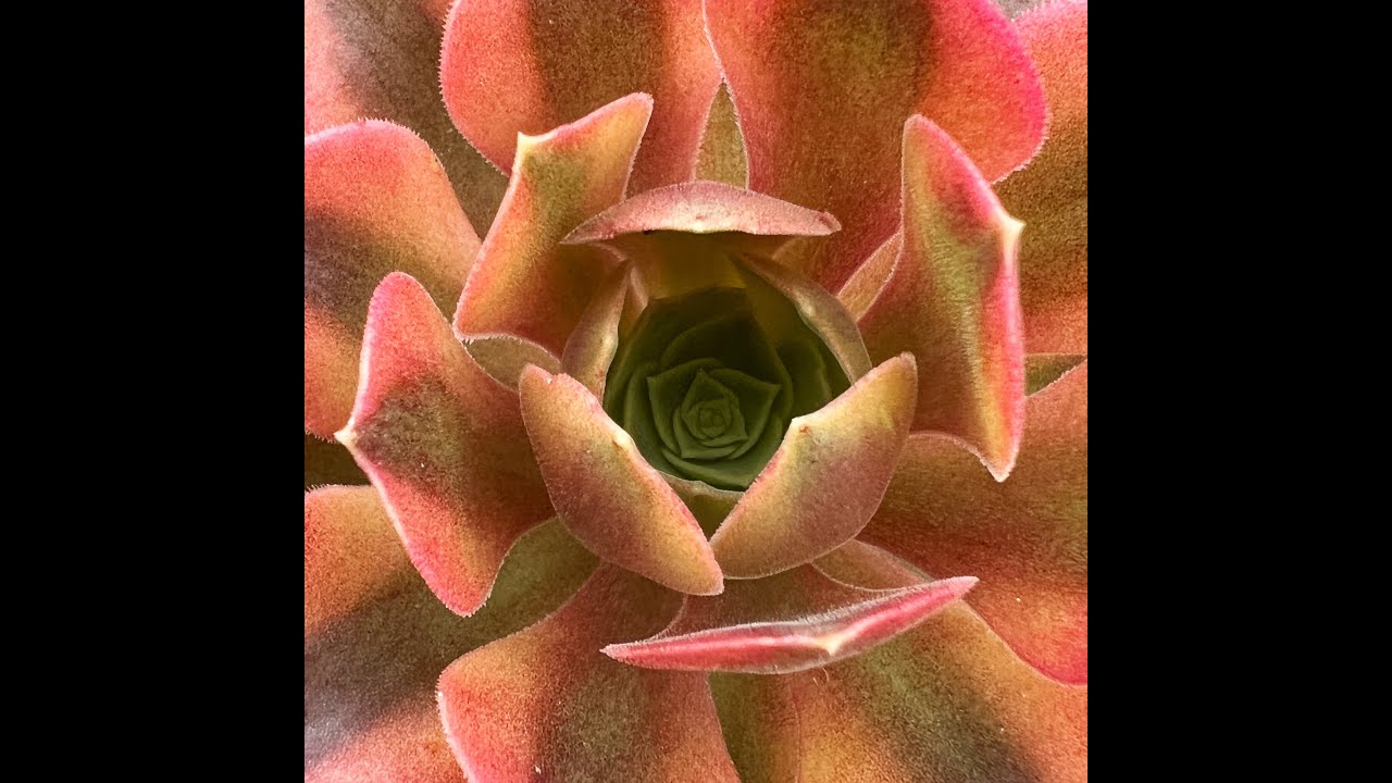 Cultivars asiatiques d'Aeonium : une vigilance particulière