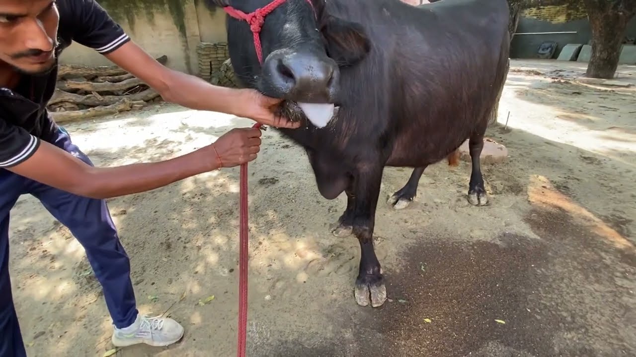 Excessive salivation l Rabies l Foot & Mouth disease l Anesthesia l dr umar khan