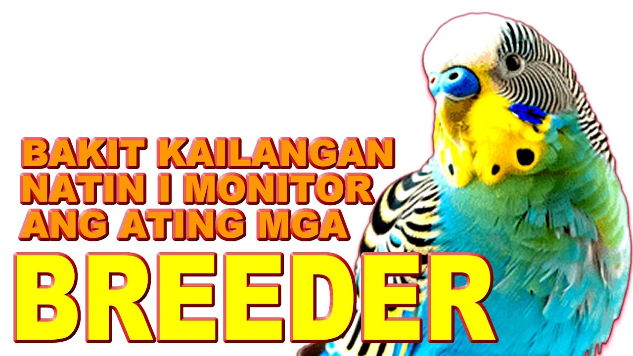 BAKIT DAPAT NASISILIP