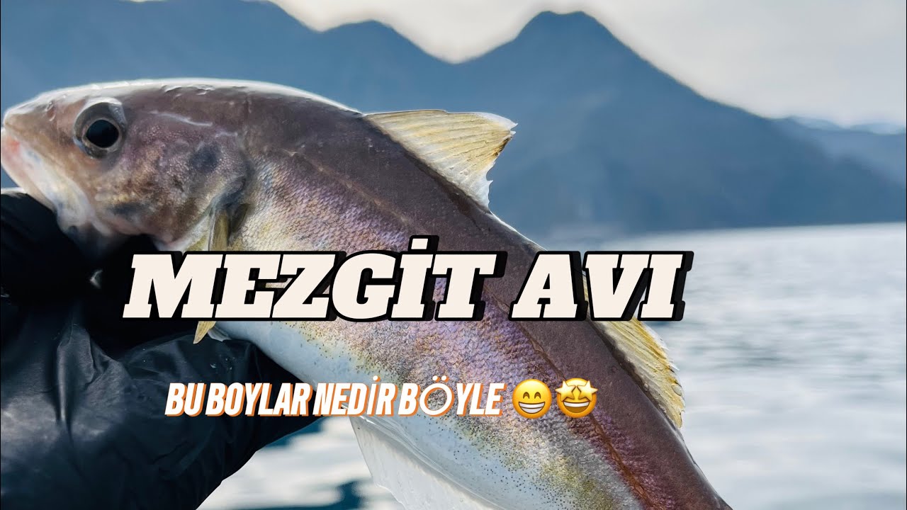 Mezgit avı- lüfer boyunda mezgit yakaladık 🤩