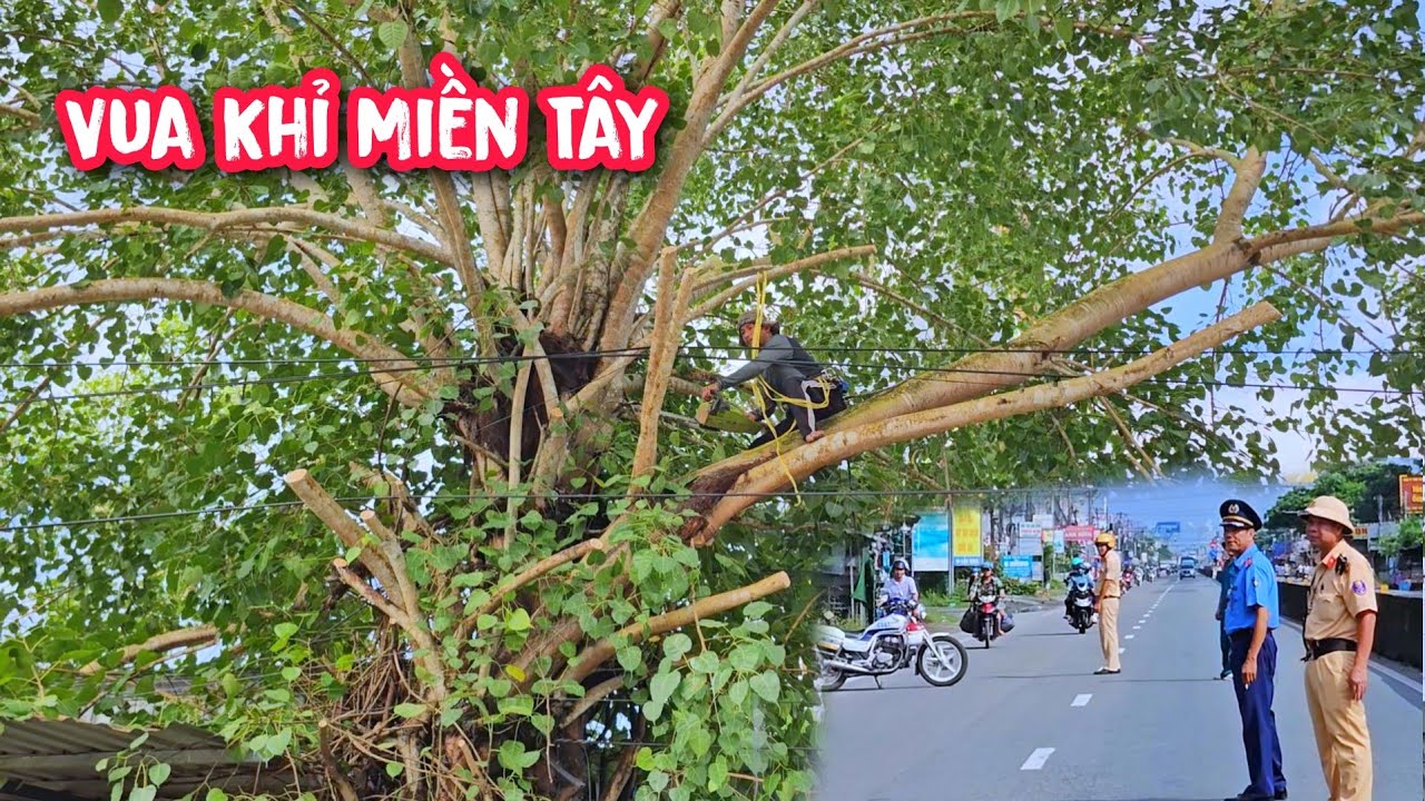 Vua khỉ cưa tỉa cành cây Bồ Đề khủng và cây Sộp có cảnh sát chặn xe trên QL1A (Phần 2/2).