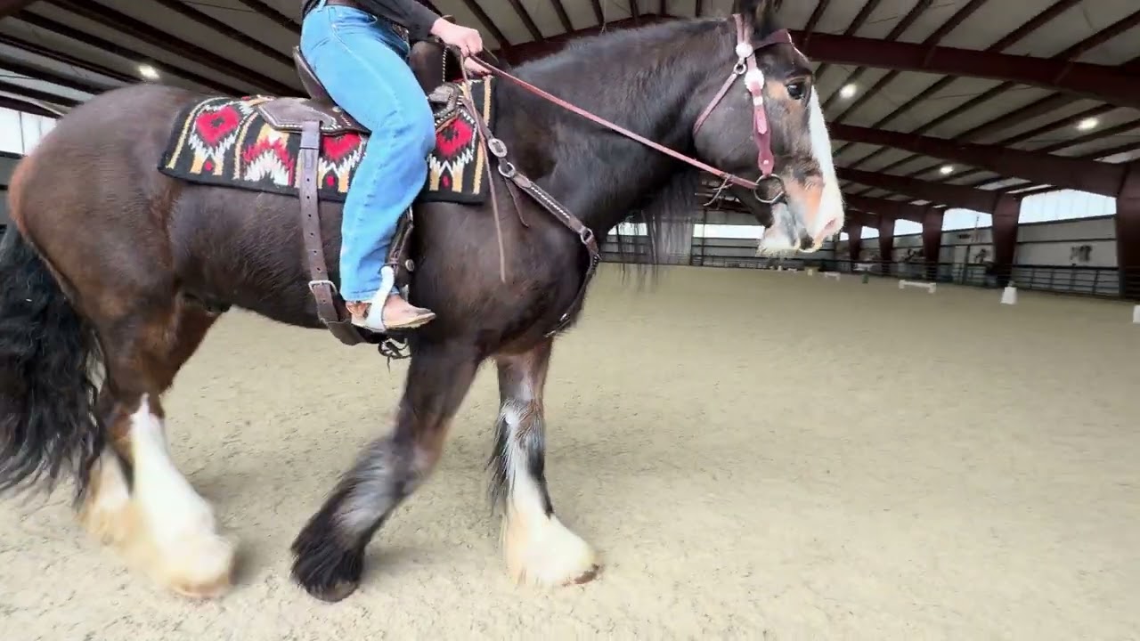 WDAAZ Heart My Horse Winter Show #6448 They Call Me Sloth Tierra Osborne 