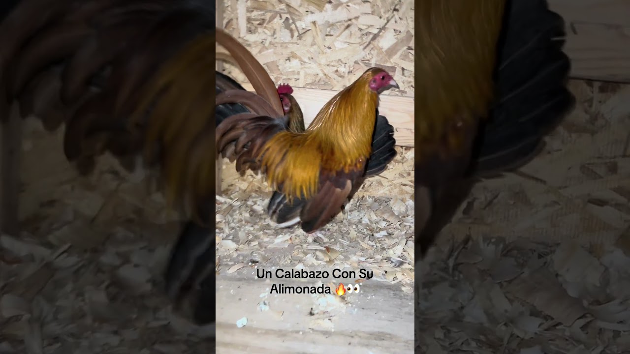 🔥Mi Calabazo Con Su Alimonada🔥       #gallitos #gallos #criadero #azteca #gallitosminiatura #fyp