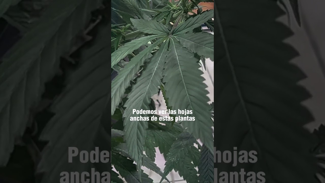 &ldquo;HASH, MARIHUANA & HEMP MUSEUM &Aacute;MSTERDAM&rdquo;