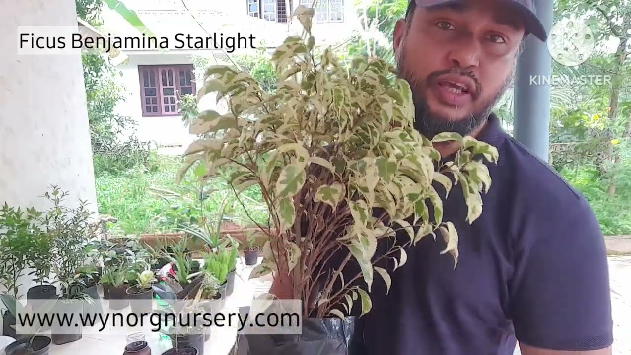 Ficus Benjamina Starlight from www.wynorgnursery.com