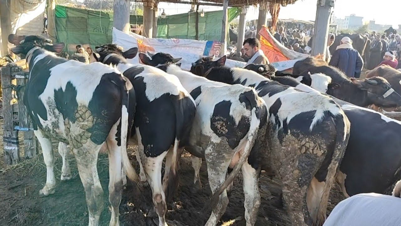 اسعار العجول اللحم البقري والعجول المحيره في سوق ابو هواش تبع المحموديه بحيره