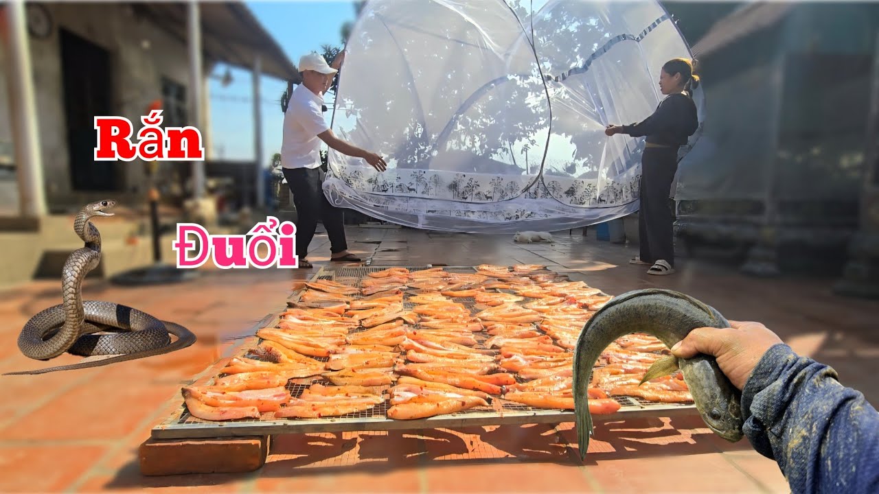 Bị Cả Bầy Rắn D&iacute;nh Lờ Khi Lần Đầu Cho Vợ Đi Bắt C&aacute;...
