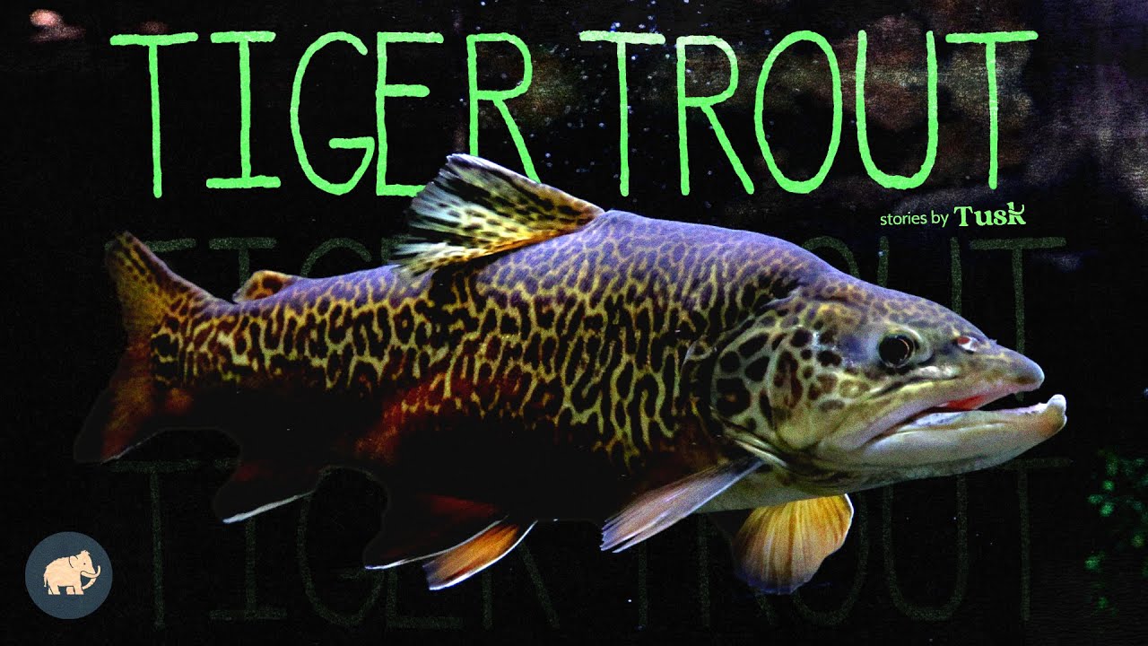 The creation story of this hybrid fish.