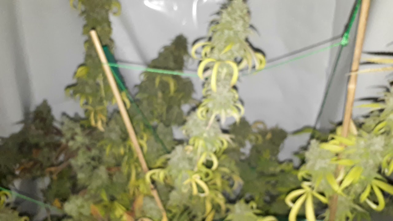 Oh, the senescence of cannabis never fails to amaze me.