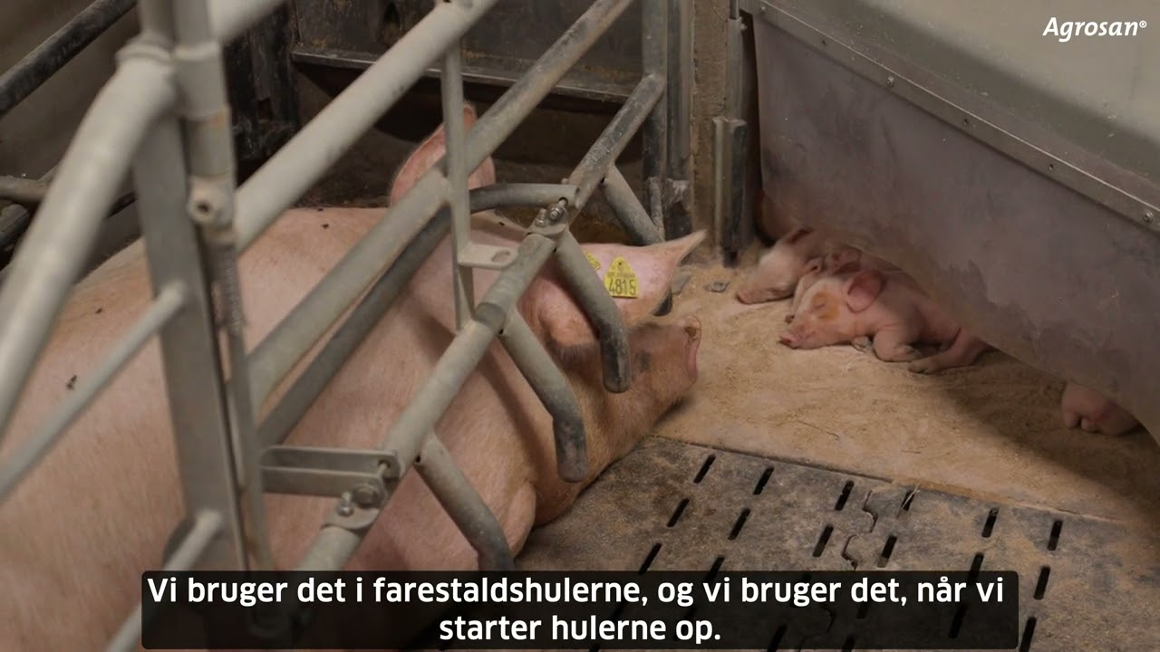Kundeudtalelse fra Danni Sørensen om brugen af Agrosan® i grisestalden