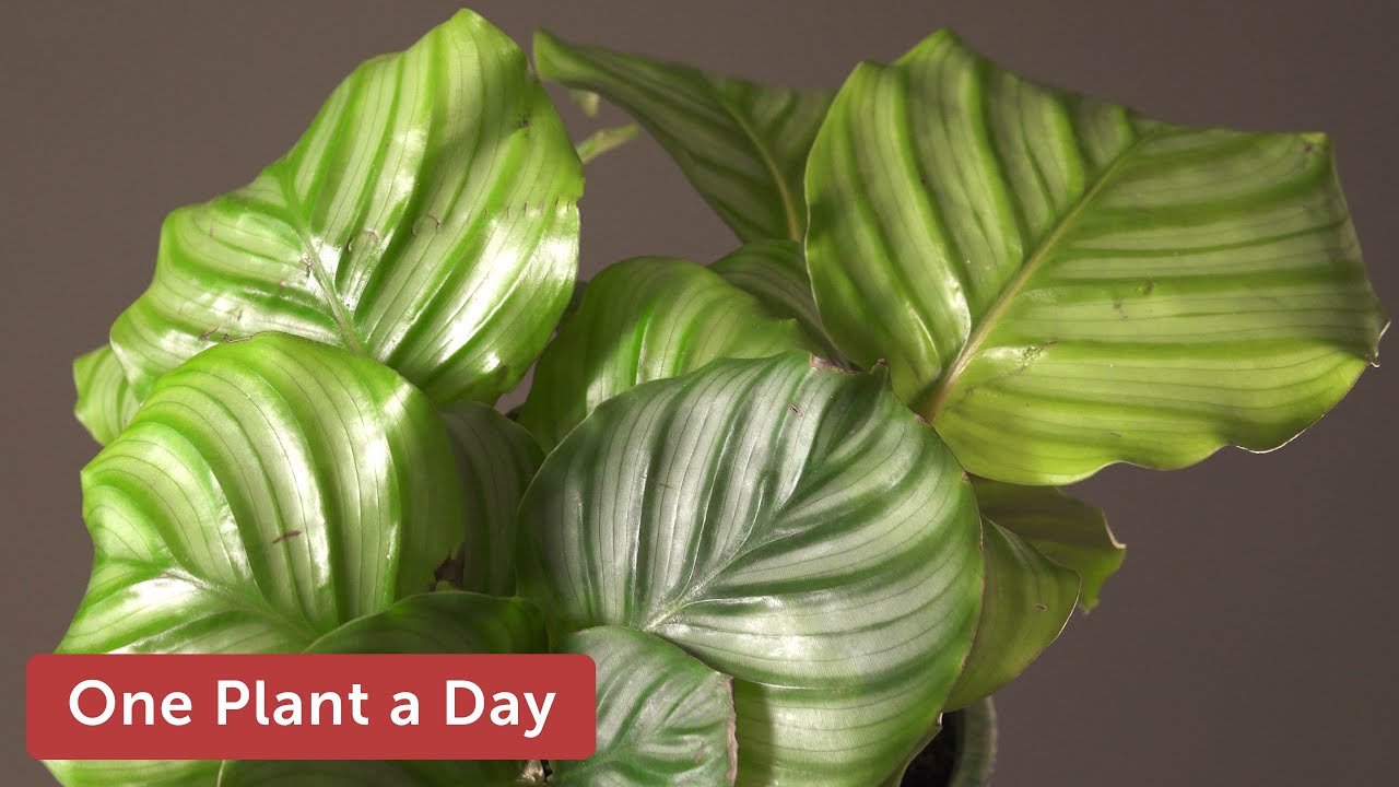 Goeppertia orbifolia (Calathea orbifolia) Houseplant Care – 342 of 365