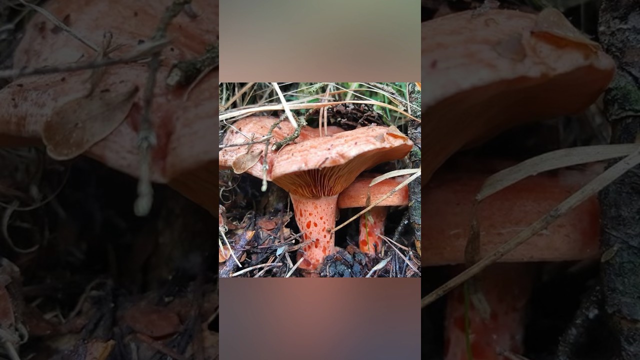Erkek kanlıca mantarı #kanlıcamantarı #&ccedil;intar #mantartoplama #melki #mantar #mushroom #mantarlar