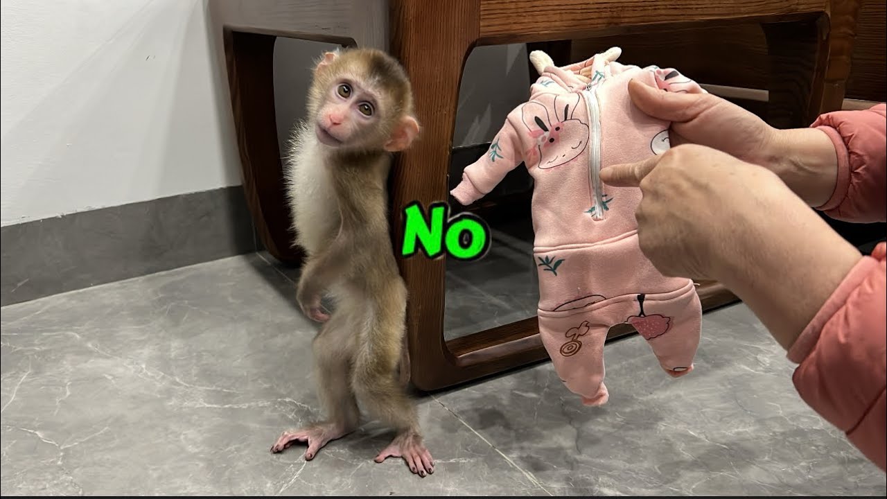 baby monkey Tina didn't want to get dressed after her grandmother gave her a bath