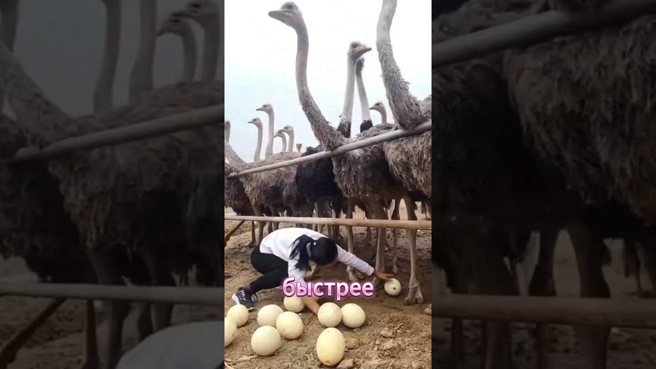 Он глупый, не летает&hellip; но может СЛОМАТЬ ТЕБЯ С ОДНОГО УДАРА!