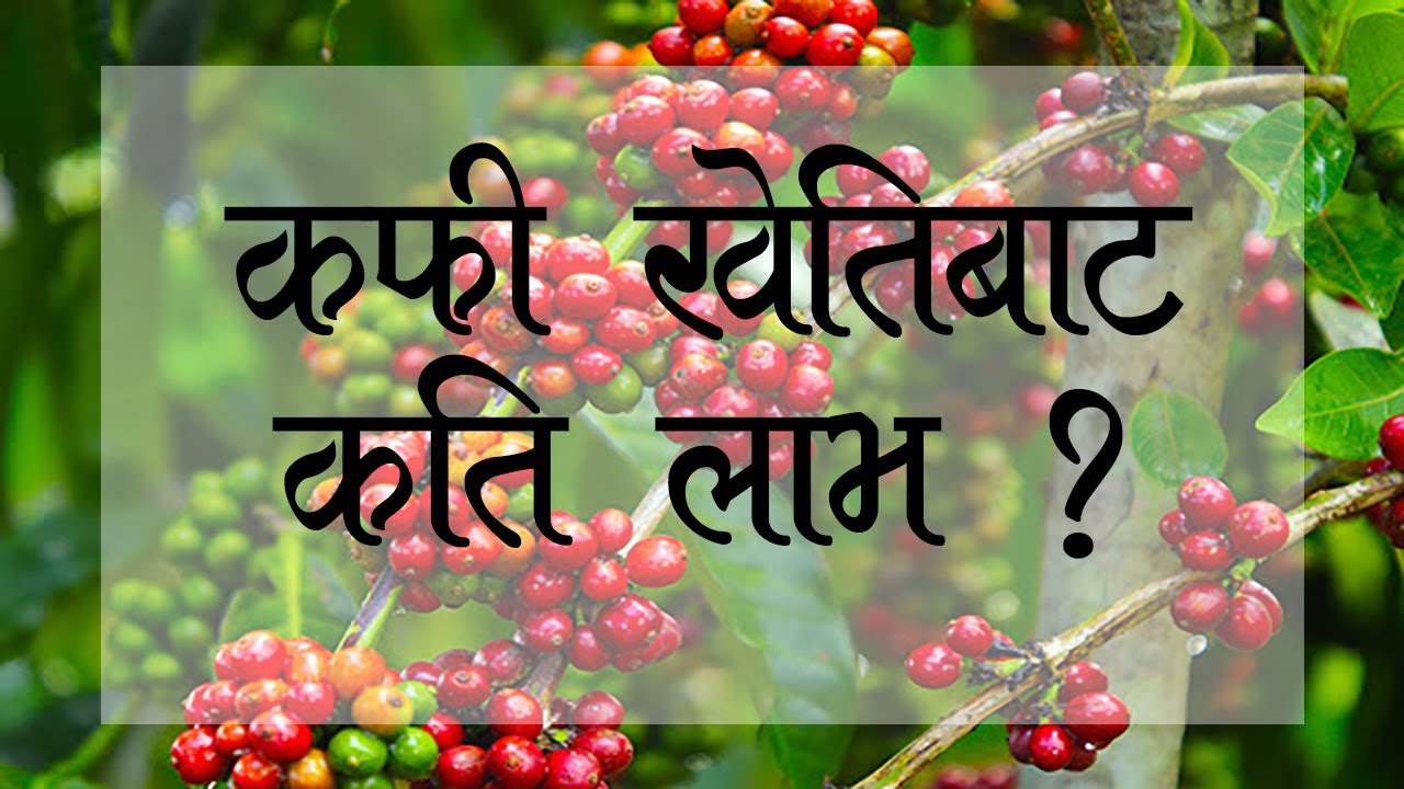नेपालमा कफी खेति || AAJAKO KRISHI || NEPAL TELEVISION 2076-11-21