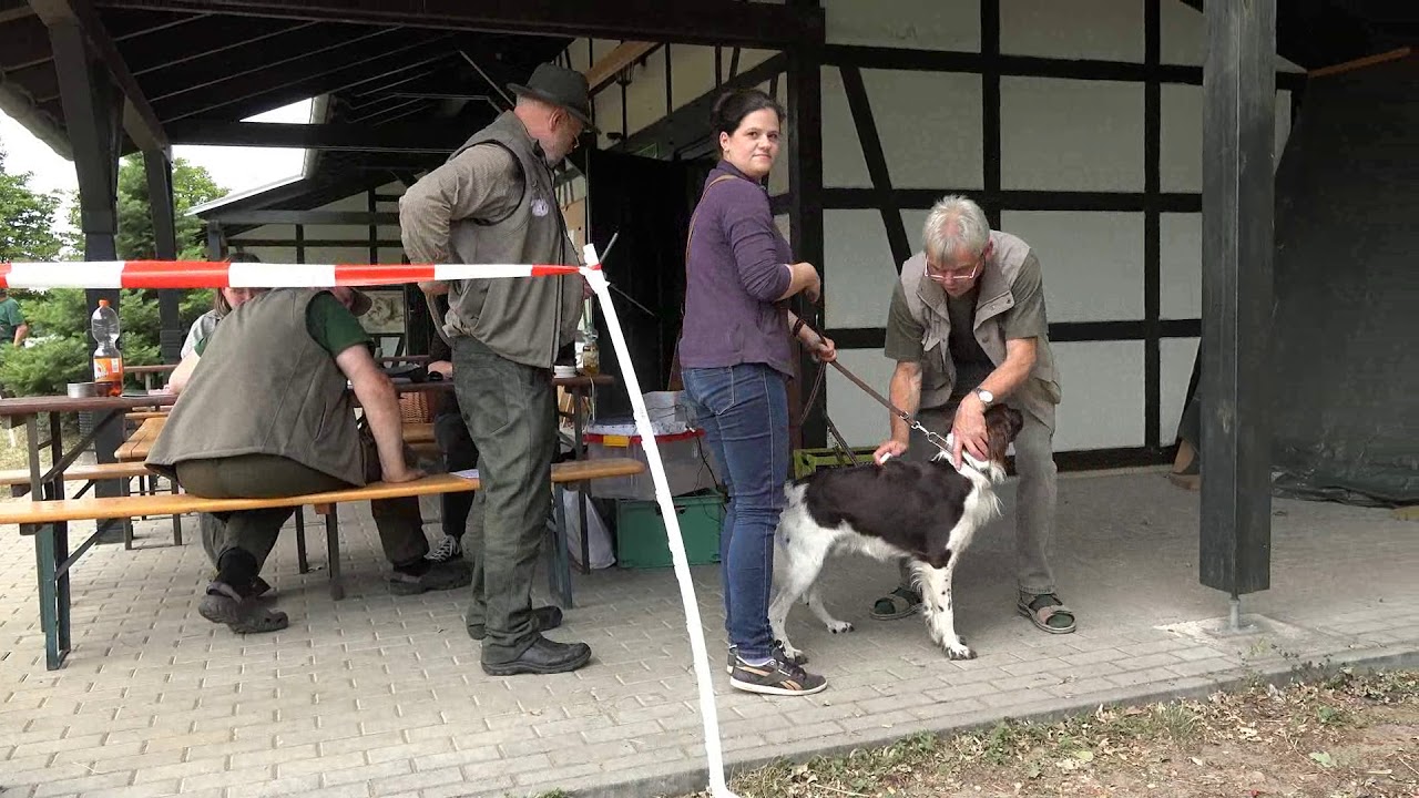 Kleiner Münsterländer Zuchtschau
