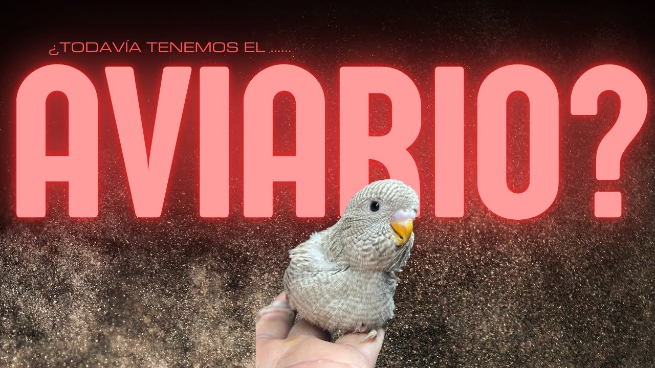 ¿Seguimos teniendo el aviario de periquitos?