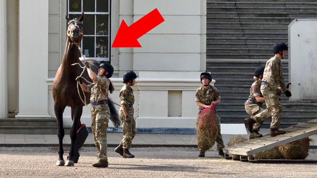 Massive Royal Horses Get Delivered at Wellington Barracks in Central London🇬🇧