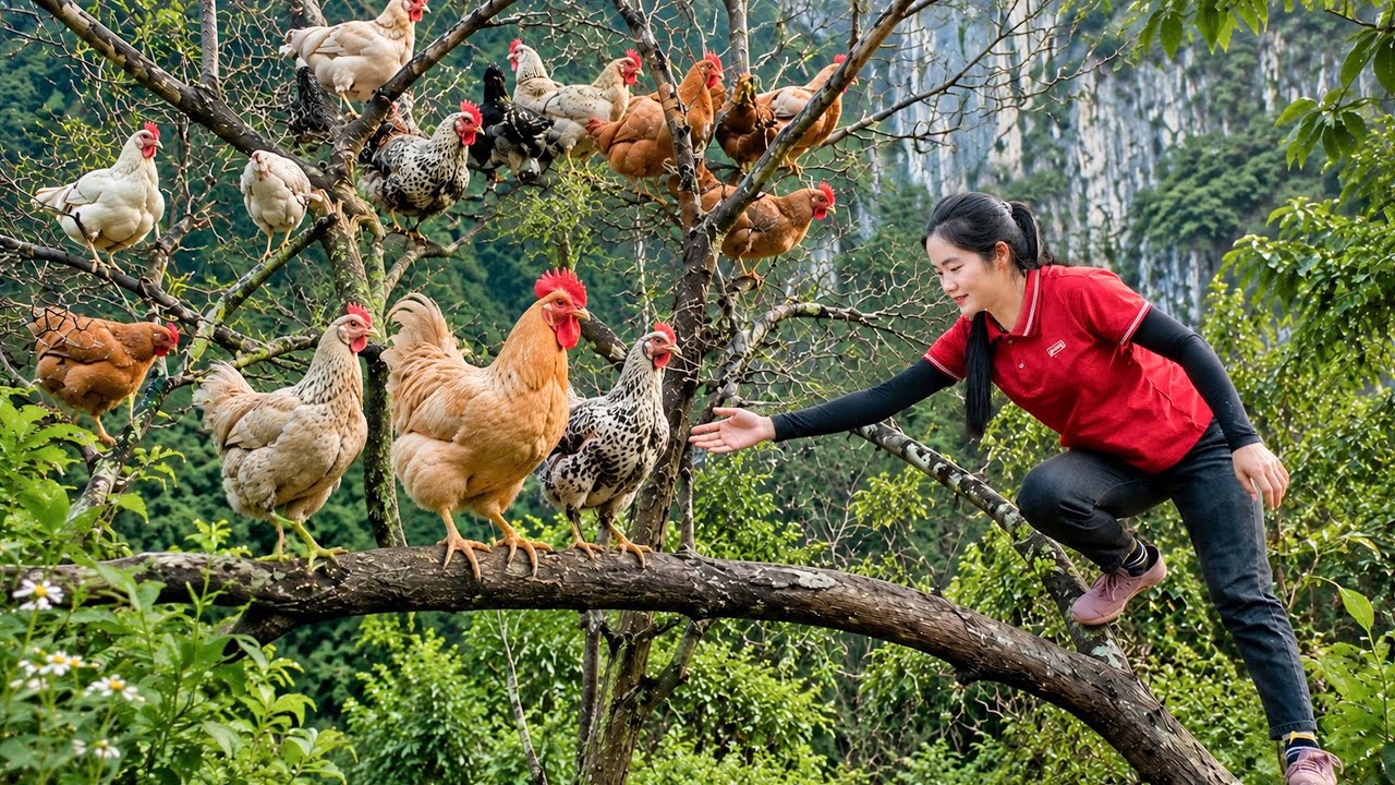 266 Days Harvesting A Lot Of Chicken & Fried Chicken Bring them to market to sell