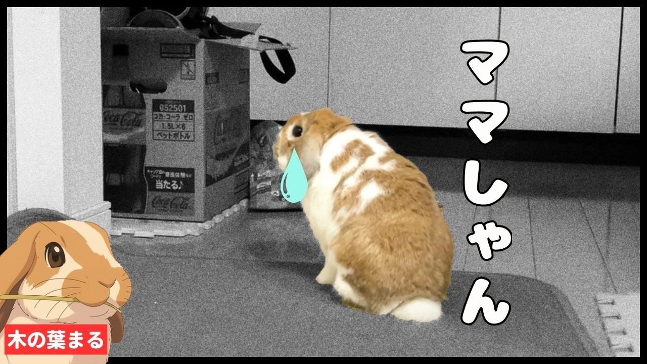 【片時も離れたくない】ママが大好きすぎて家中探し回るまるちゃん