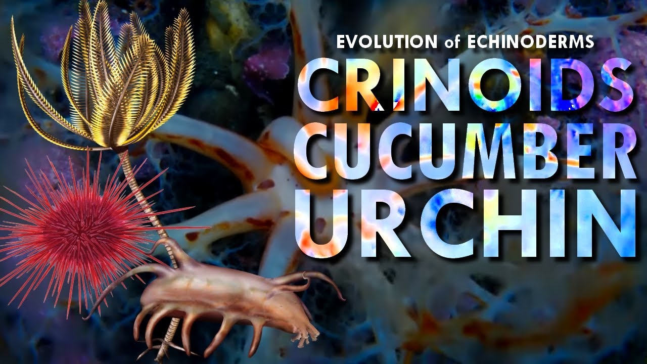 These weirdos are the sister group of Vertebrates