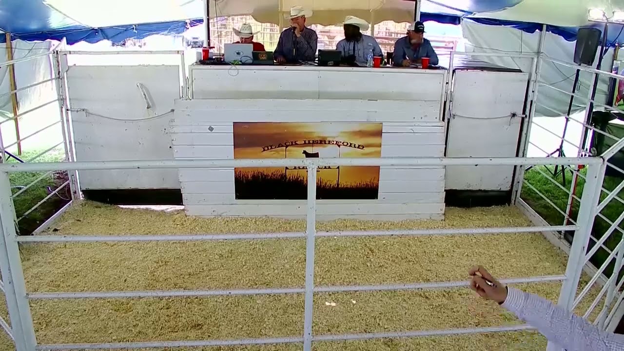 Black Hereford Ranch Cream of Crop June 2025 PART 1 Crawford, OK