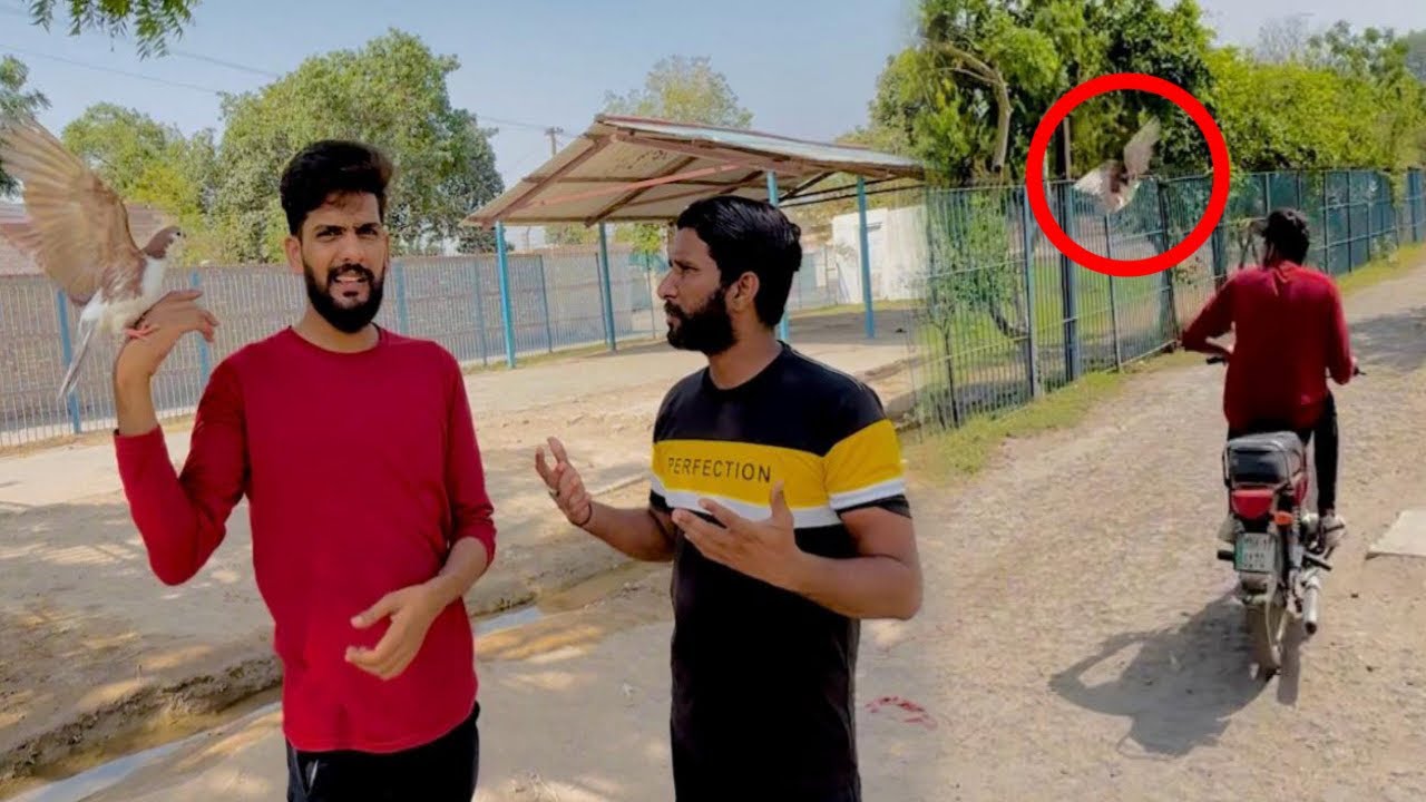 Hand tamed kabutar ke bike Kay Sath training 😍