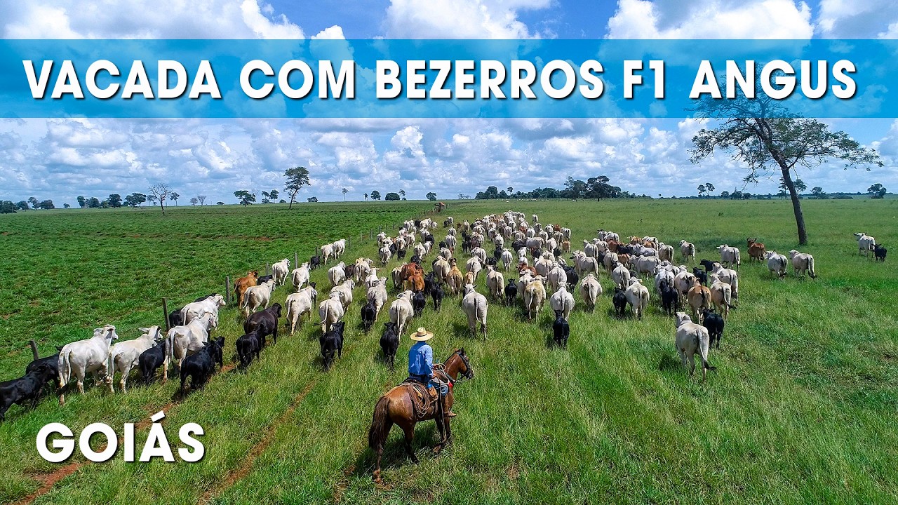 VACADA COM BEZERROS CRUZADOS F1 DE TOURO ANGUS AO PÉ