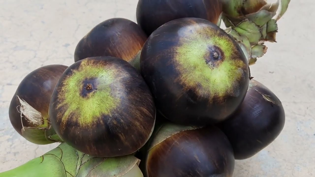 Summer Healthy Fruit | Nungu (Ice Apple) | Nungu Vandi | Vadhana's Diary