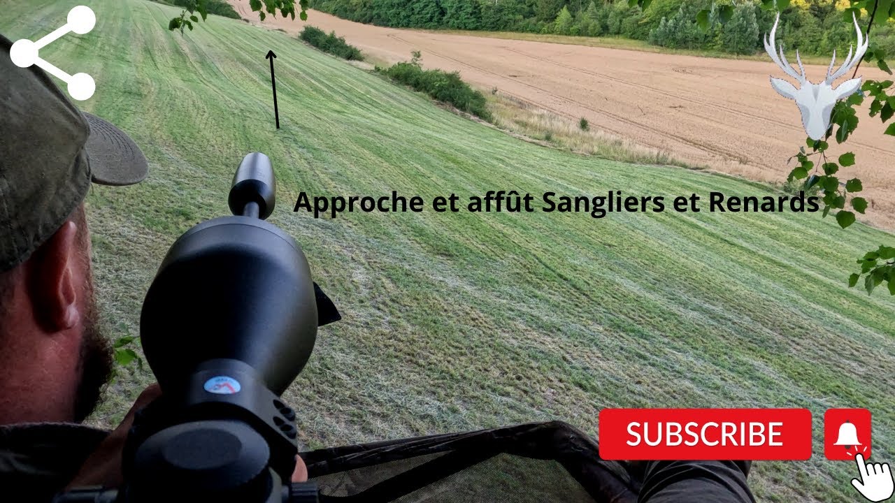 Approche aux Sangliers et Renards  #sanglier #renard #chasse