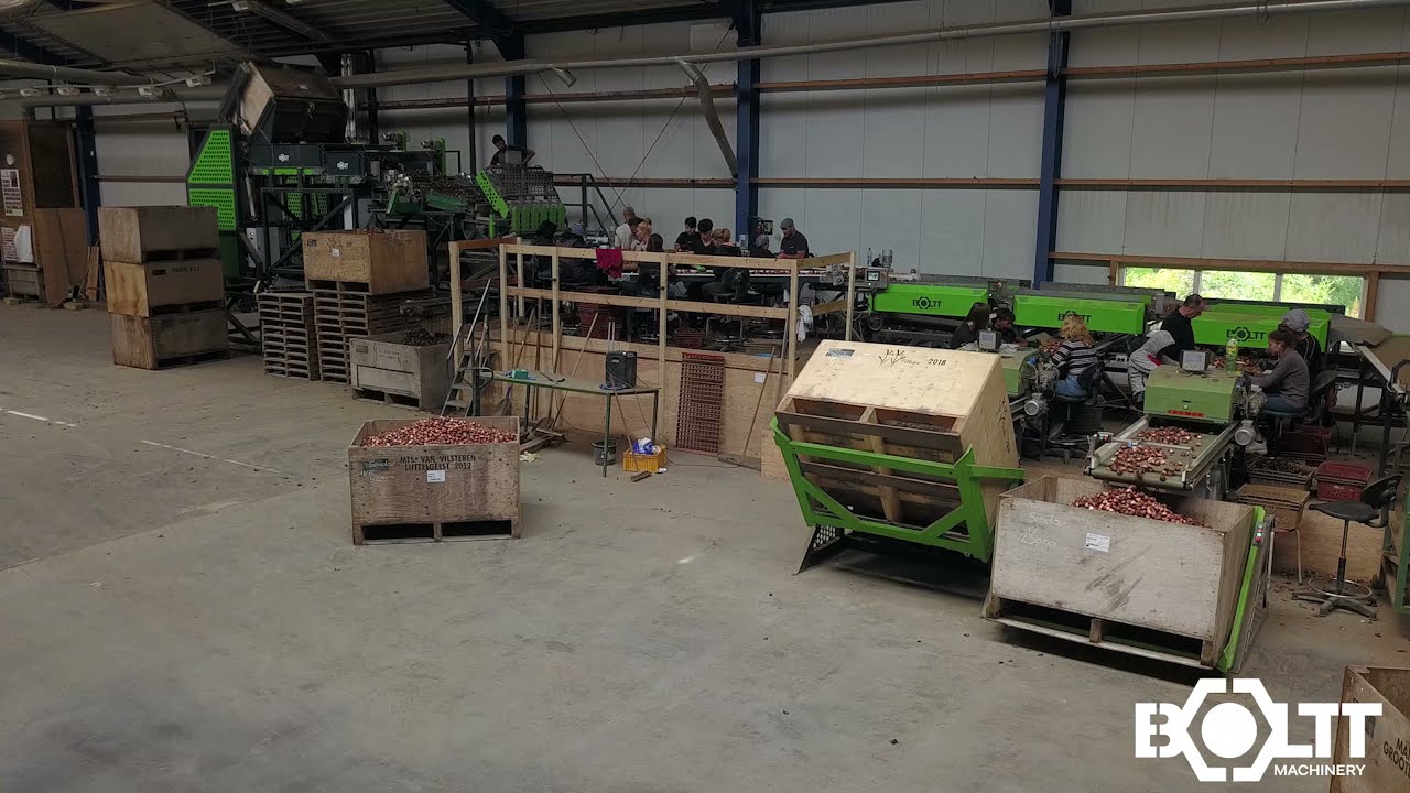 Boltt Machinery bloembollen sorteerlijn - VAVI Tulips