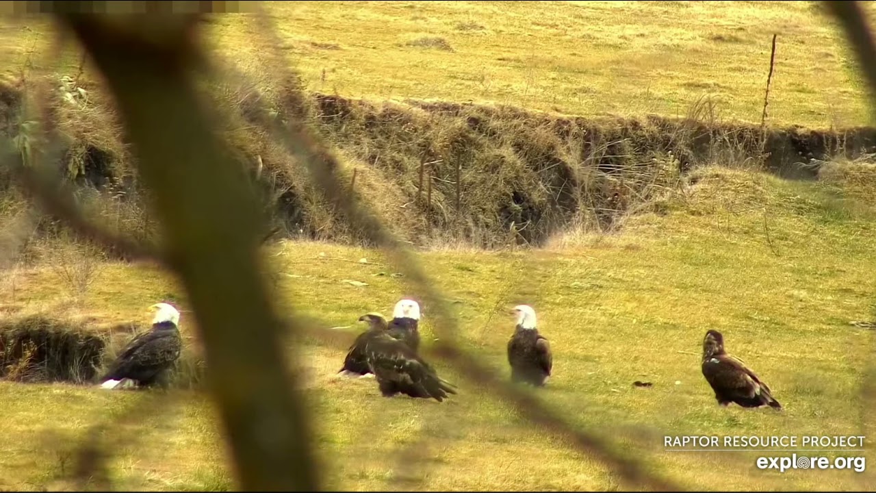 Decorah North Nest 12-4-21, Convocation of eagles