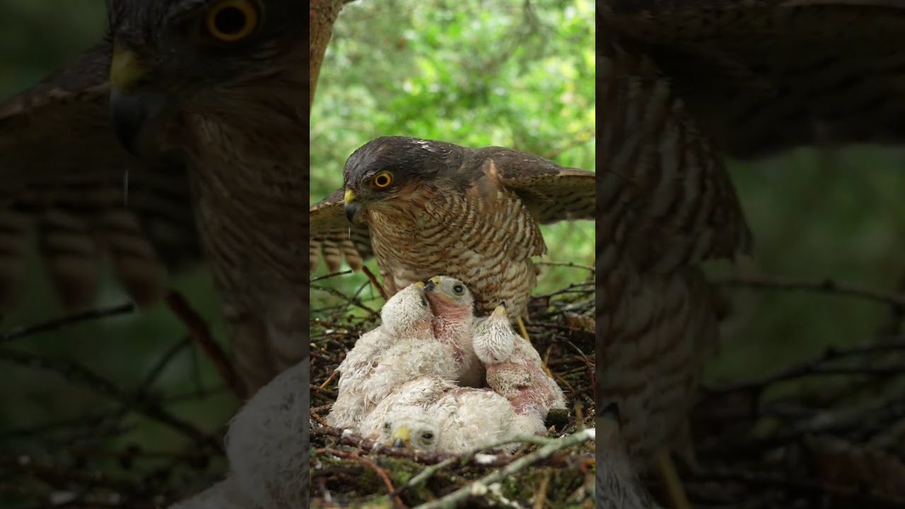 Sparrowhawk uses wings as an umbrella #sparrowhawk #discoverwildlife #robertefuller