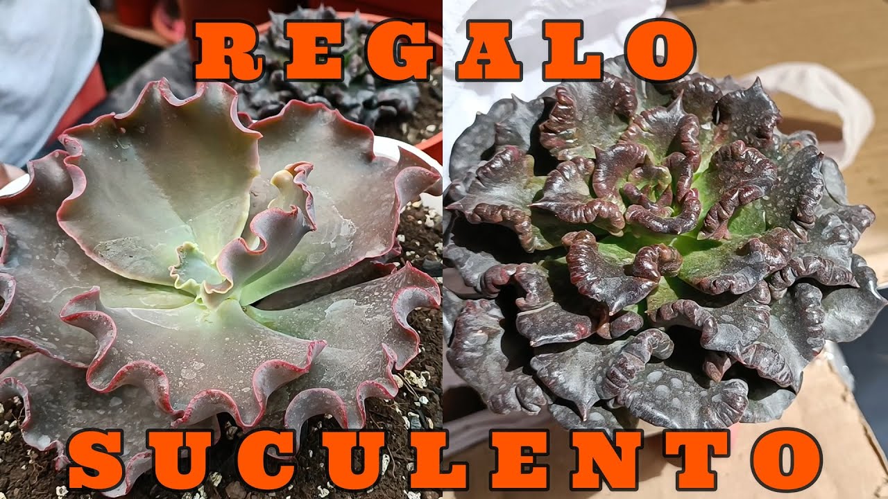 UNBOXING SUCULENTO #echeveria #collection #suculentas
