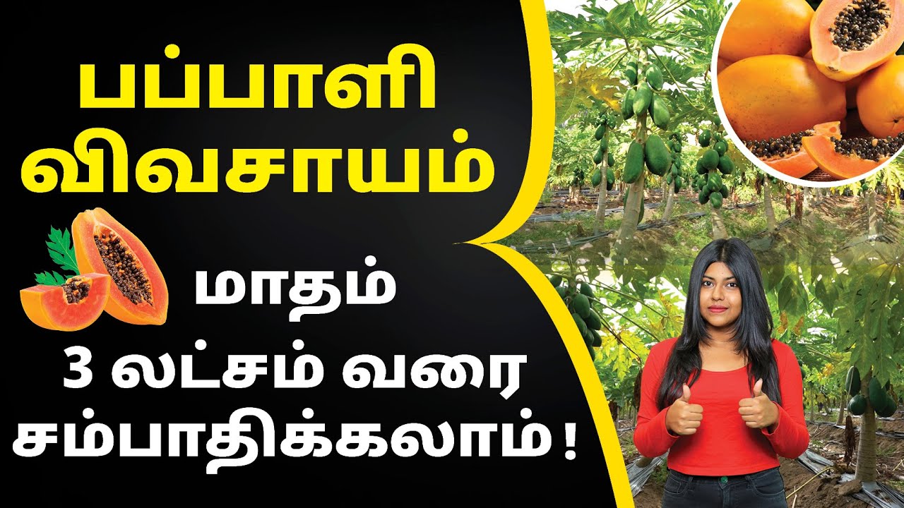Papaya Farming in Tamil - How to Start a Papaya Farming? | Natalia Shiny