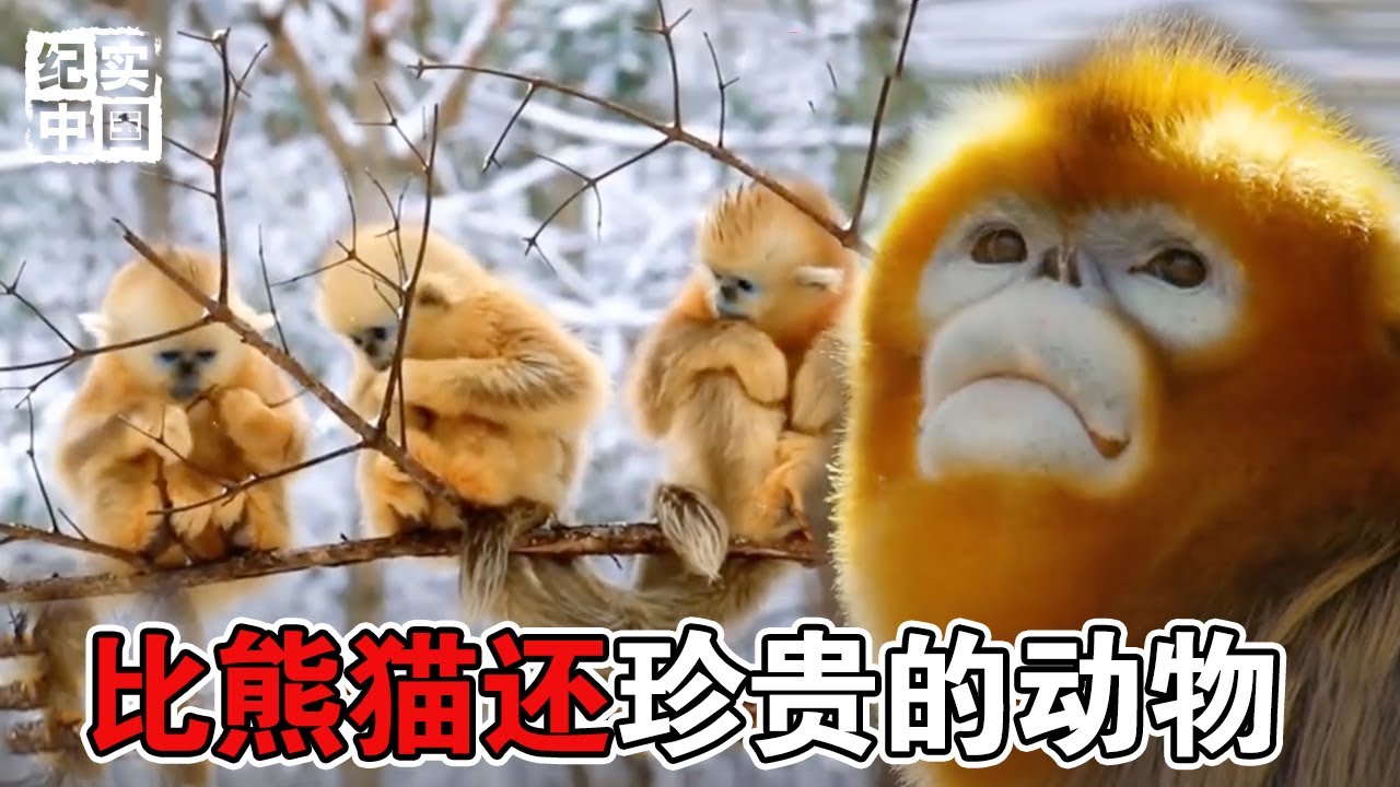揭开黔金丝猴社会的神秘面纱，让人大开眼界，珍贵非凡！#纪实中国 #纪录片