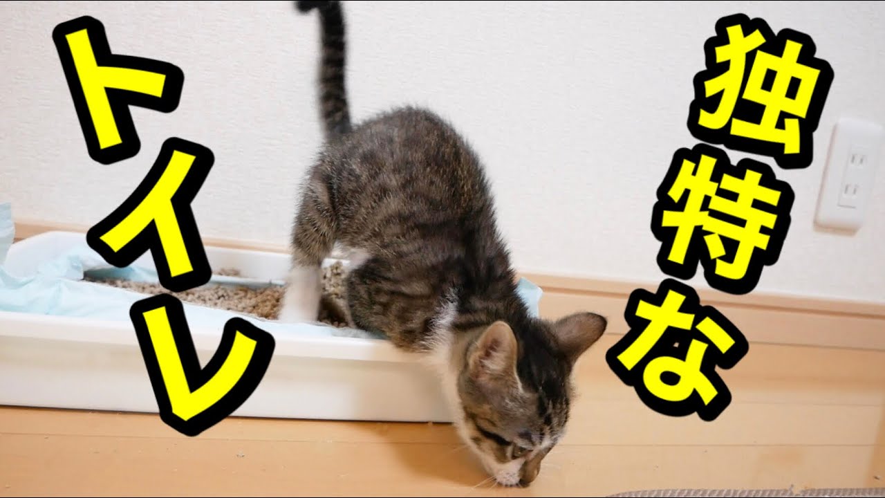 子猫がトイレでうんちする様子が独特すぎました…笑【保護猫】