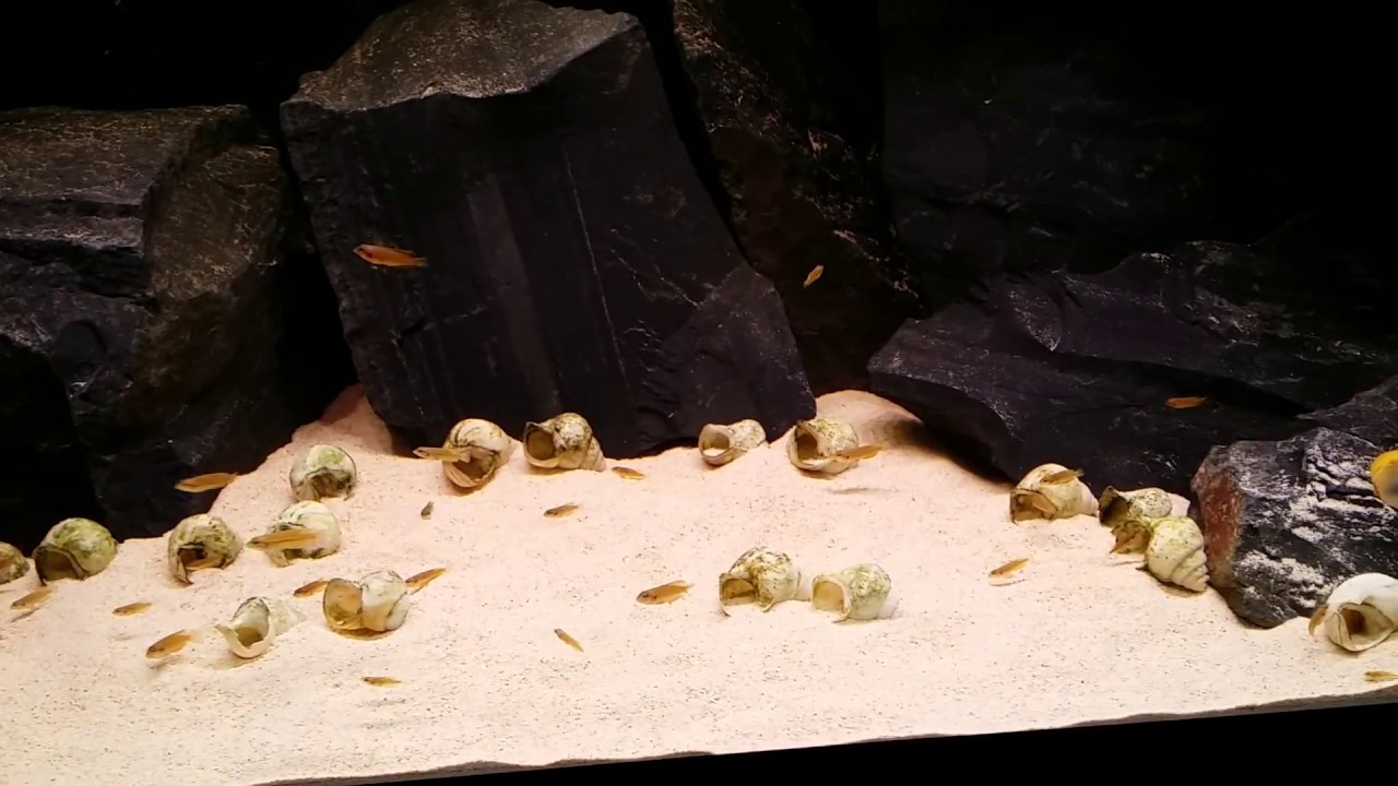 Tanganyika biotope (в процессе) #1