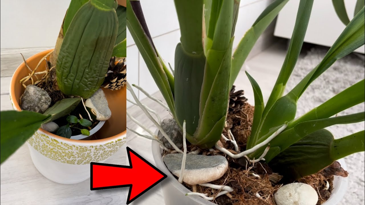 ВОТ это РЕЗУЛЬТАТ😁👍❗️Орхидея от покупки, пересадки ДО ДОМАШНЕГО цветения❗️ Wilhelmara