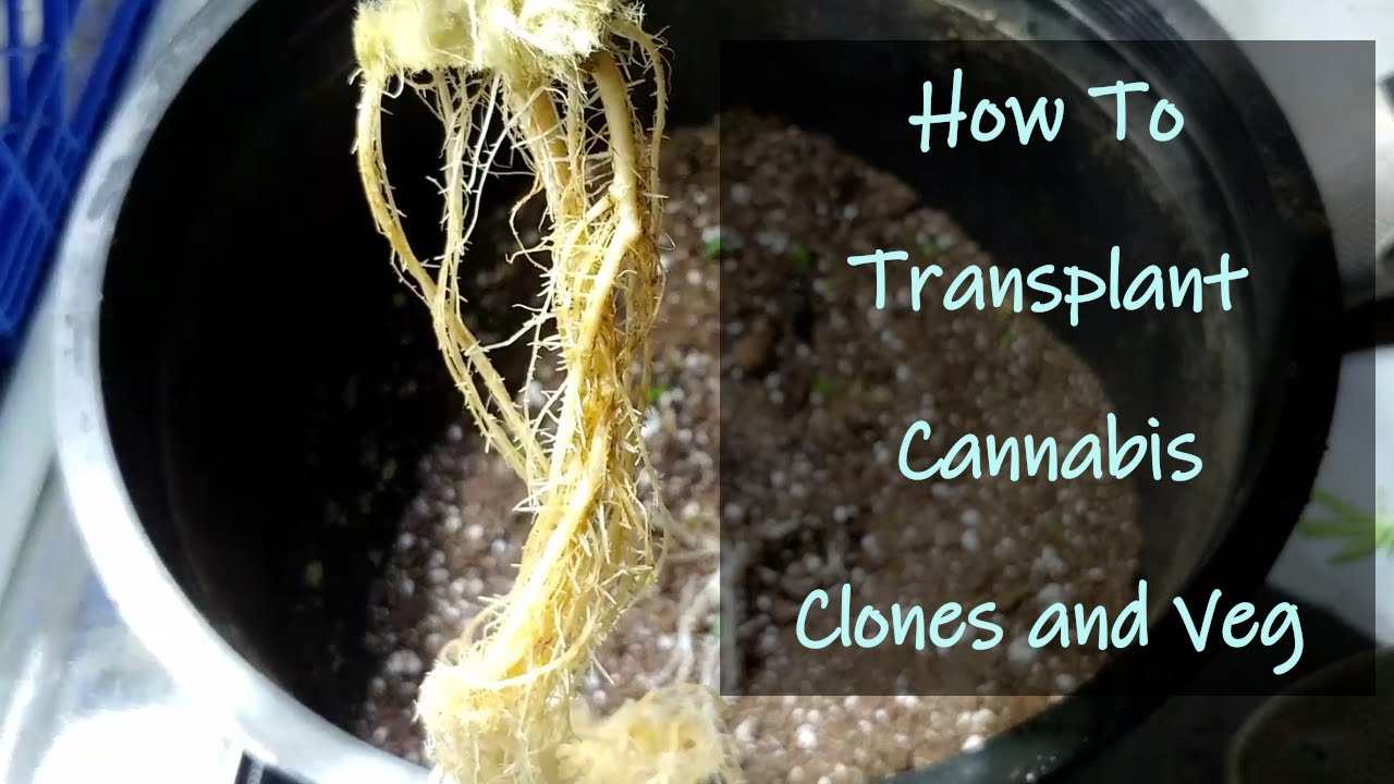 How To Transplant Cannabis Plants and Clones into *Organic* Living Soil