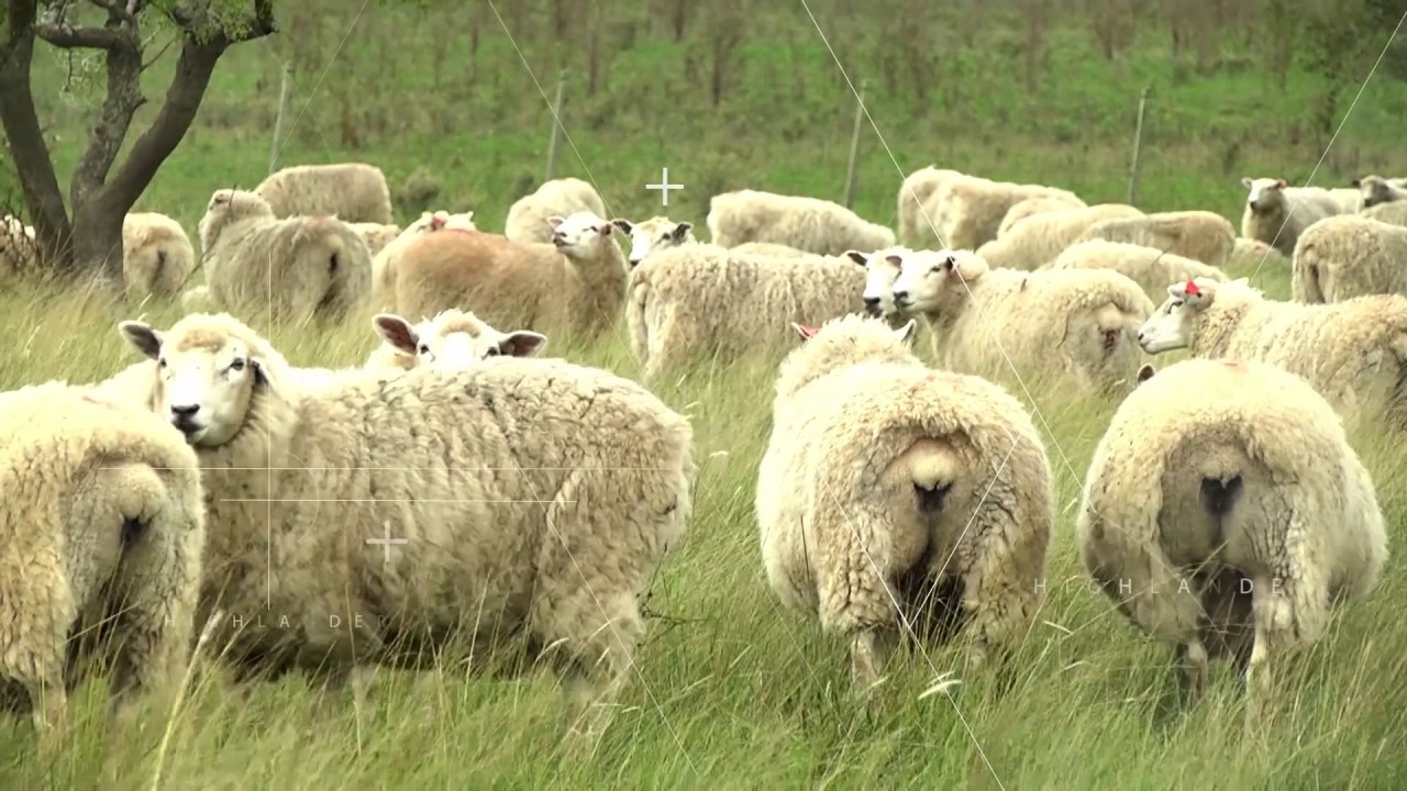 Video Institucional de la Raza ovina Highlander en el Uruguay