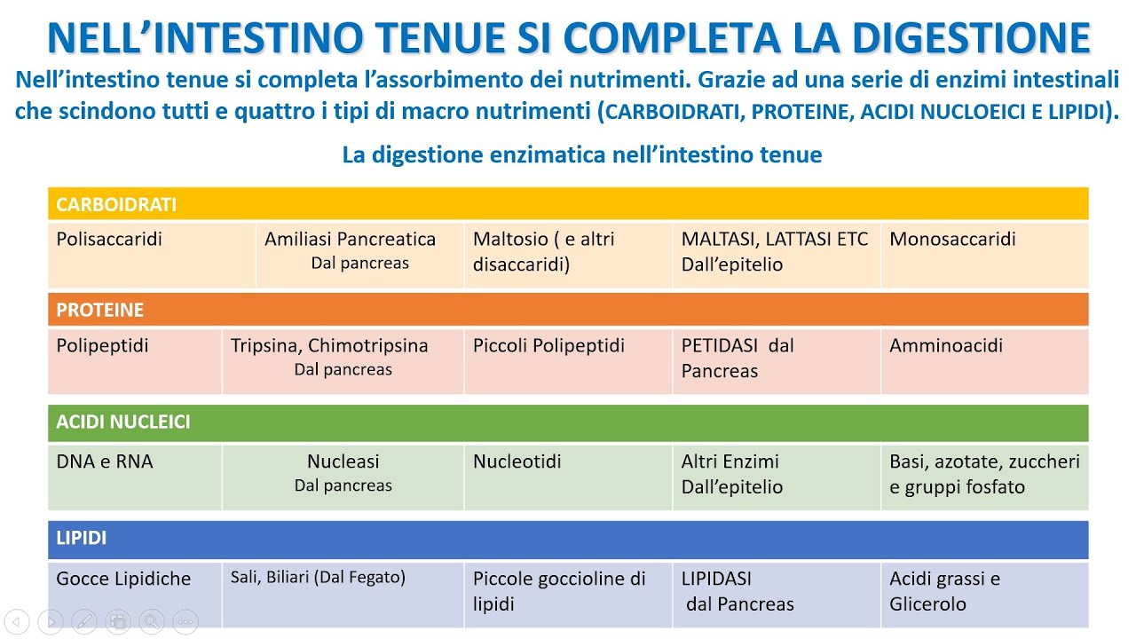 ASSORBIMENTO DI NUTRIMENTI NELL'INTESTINO TENUE