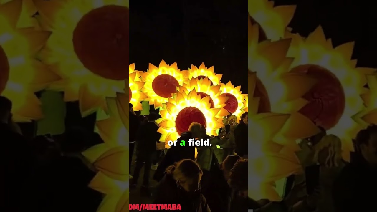 Meet Maba saw sunflowers glowing with light and it looked magical