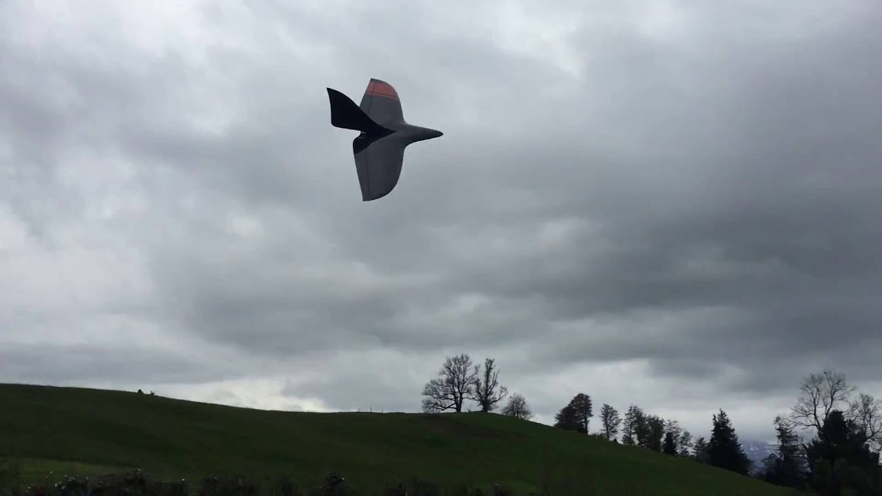 Crui­sen mit dem Nurflügler Esus