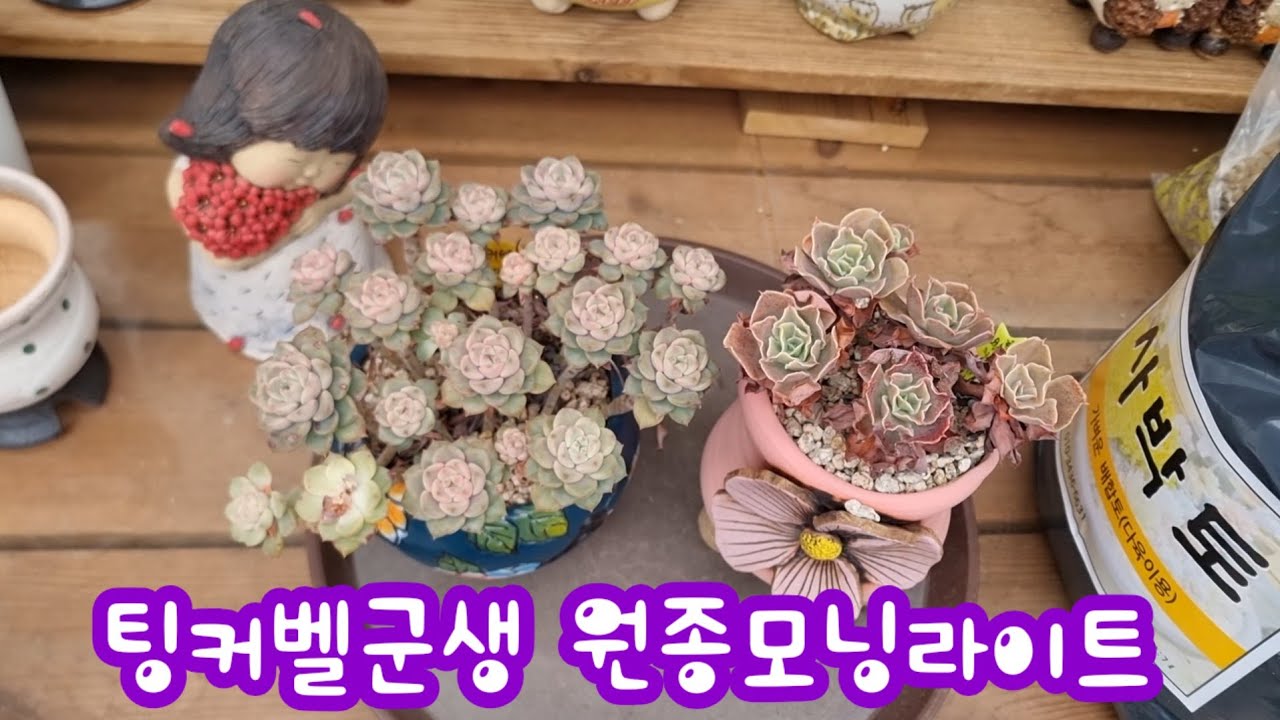 26.3.12🌹 팅커벨군생과 원종모닝라이트를 사박토로 분갈이해요🌹 #사박토 010 3436 6631 