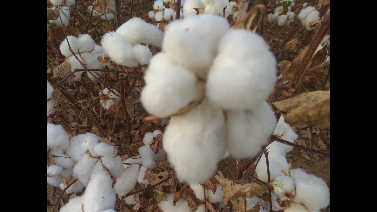 COTTON HARVESTING 2018 GREECE (&Sigma;&Upsilon;&Lambda;&Lambda;&Omicron;&Gamma;&Eta; &Beta;&Alpha;&Mu;&Beta;&Alpha;&Kappa;&Iota;&Omicron;&Upsilon;) - JOHN DEERE 9950