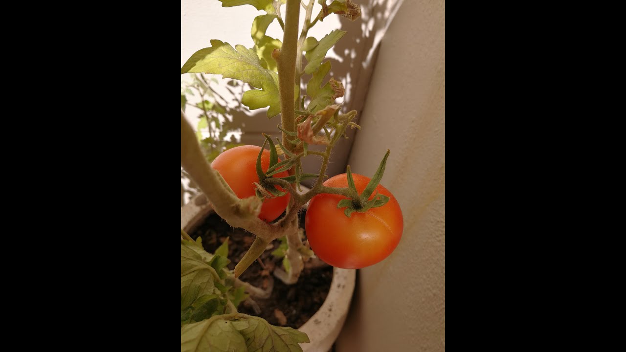 Tomatoes in a pot