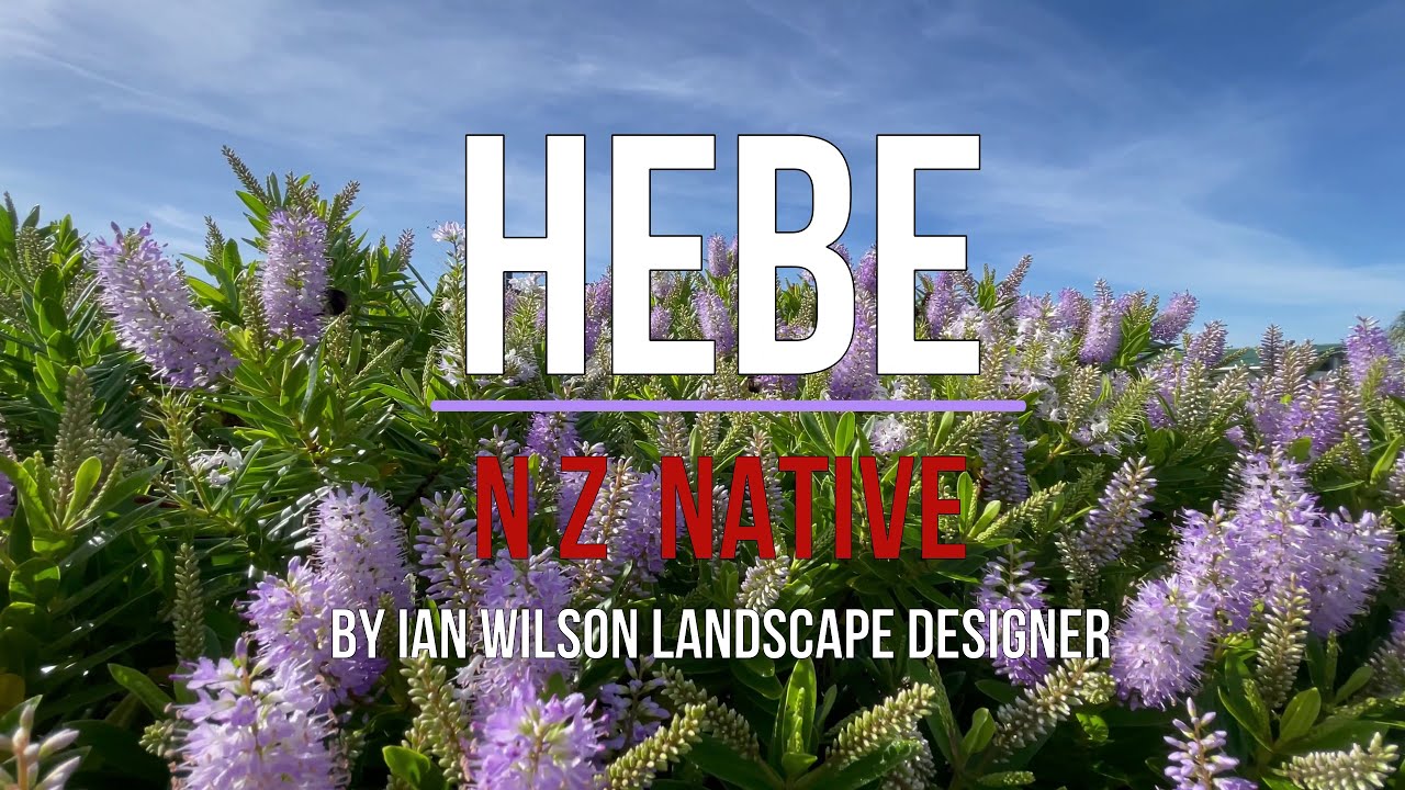 Hebe - What you need to know, Which ones to choose.