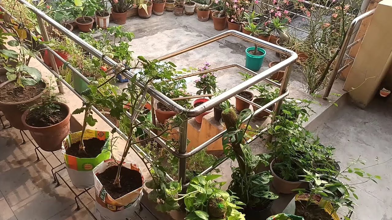 Small Roof, Big Greenery! ছাদে সবুজের ছোঁয়া একদিনের গল্প | DinJapon (দিনযাপন)