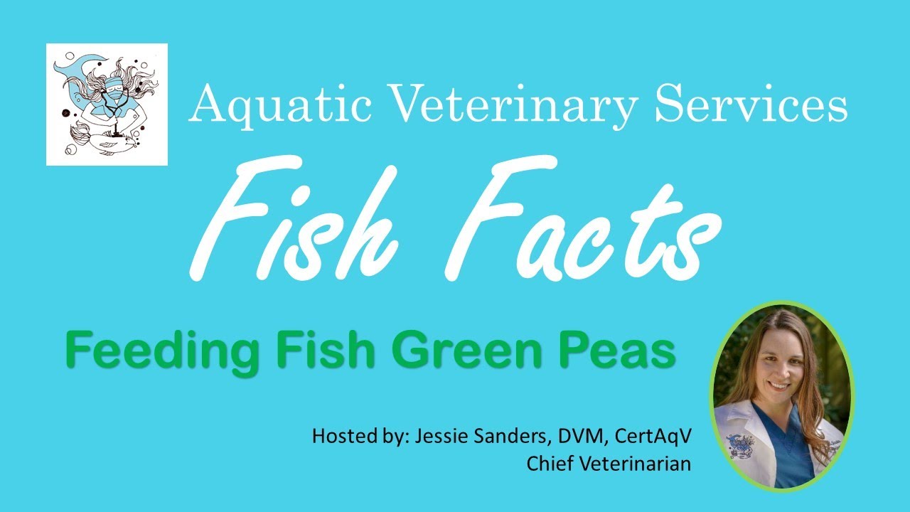 Fish Facts - Feeding Fish Green Peas